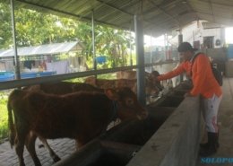 SOLOPOS.COM - Rizki Hamdani merawat sapi yang ada di peternakan sapi di lingkungan Pondok Pesantren Fathul Ulum, Desa Puton, Kecamatan Diwek, Kabupaten Jombang, Jawa Timur, Kamis (24/12/2020). (Abdul Jalil/Solopos.com)