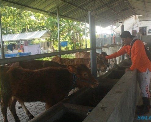 SOLOPOS.COM - Rizki Hamdani merawat sapi yang ada di peternakan sapi di lingkungan Pondok Pesantren Fathul Ulum, Desa Puton, Kecamatan Diwek, Kabupaten Jombang, Jawa Timur, Kamis (24/12/2020). (Abdul Jalil/Solopos.com)